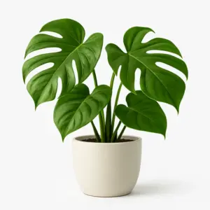 GreenNest Monstera Chic