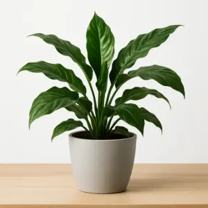 GreenNest Urban Jungle Pflanze