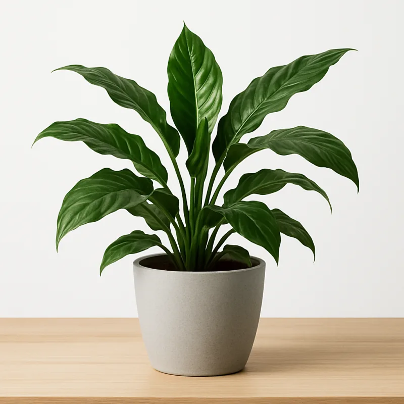 GreenNest Urban Jungle Pflanze