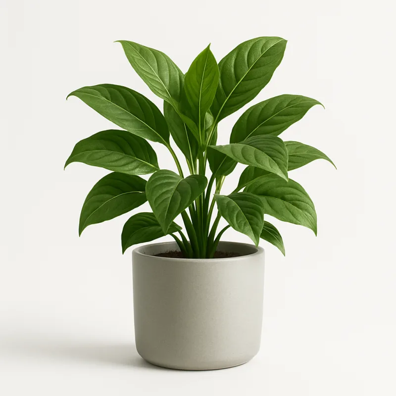 GreenNest Urbania Pflanze