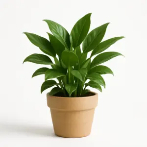 GreenNest Zauberpflanze