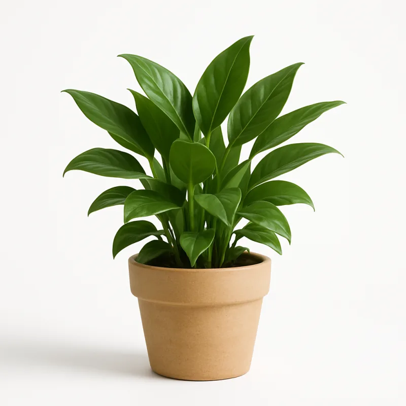 GreenNest Zauberpflanze