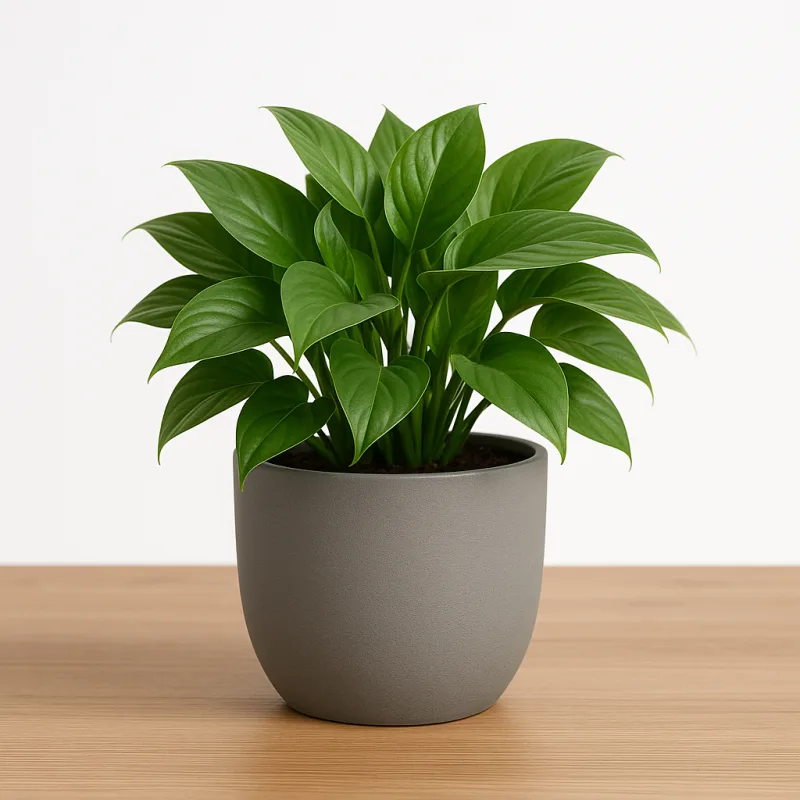 GreenNest Zimmerpflanze